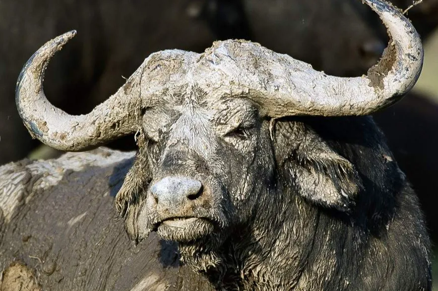 A cape buffalo