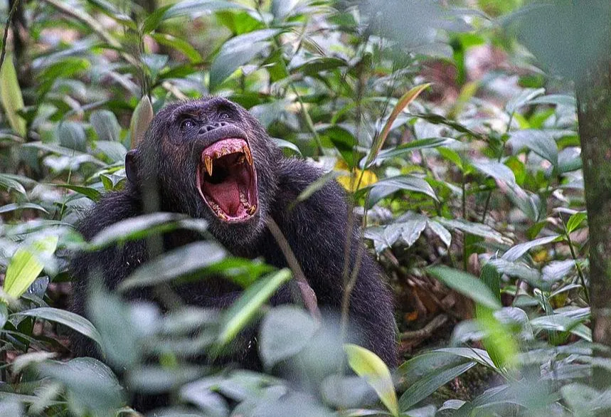 A chimpanzee calling in the forest