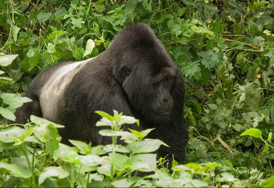 A silverback mountain gorilla in the forest