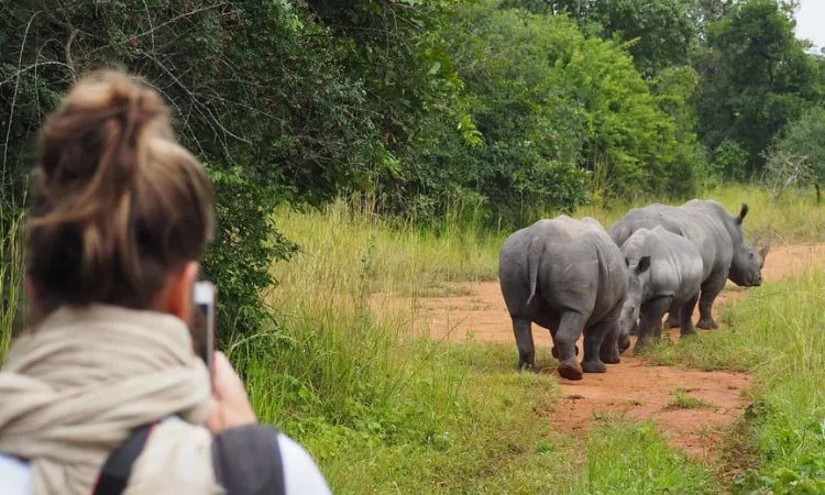A traveller watching white rhinos on foot at Ziwa