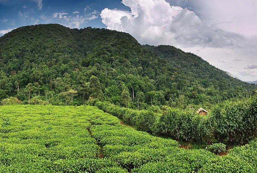 Tea plantations below forested hills