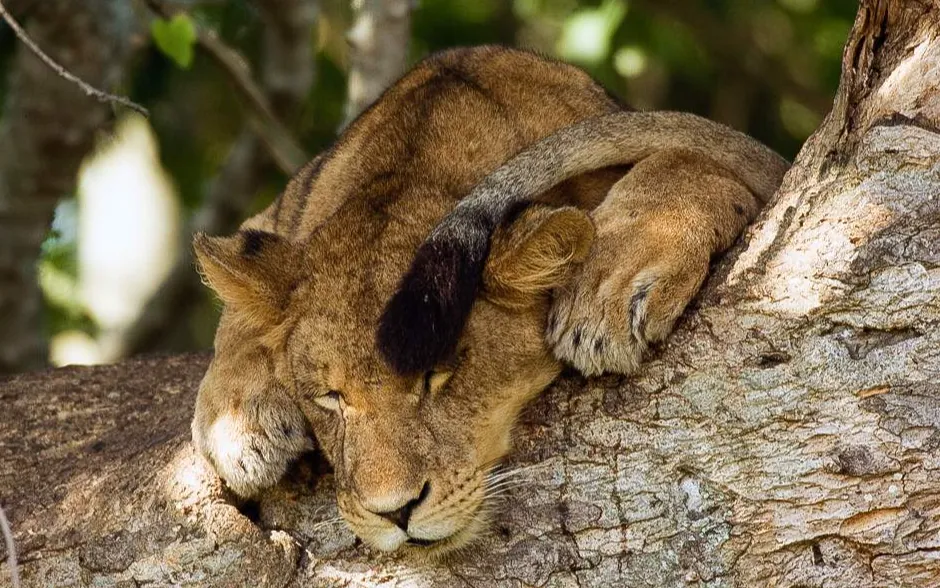 A lion resting in a tree